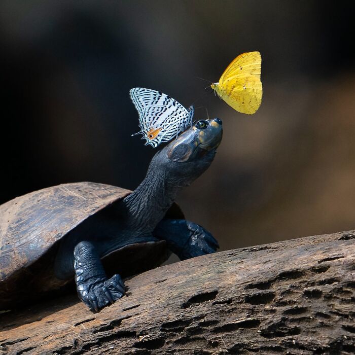 40 Mesmerizing Wildlife Photos From Around The Globe By Daniel Rosengren