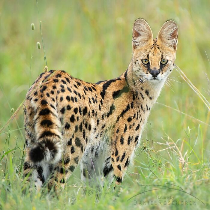 40 Mesmerizing Wildlife Photos From Around The Globe By Daniel Rosengren