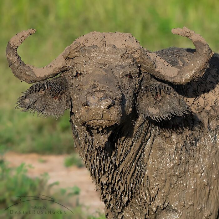 40 Mesmerizing Wildlife Photos From Around The Globe By Daniel Rosengren
