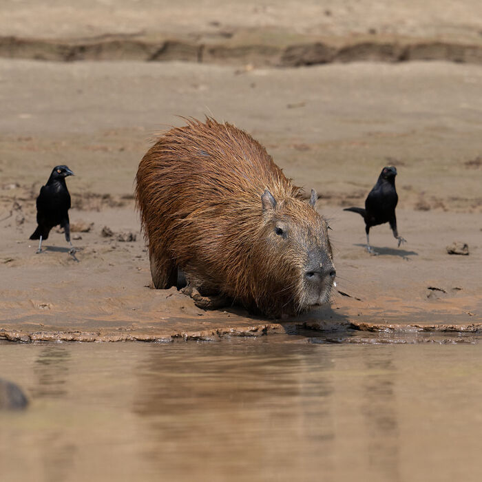 40 Mesmerizing Wildlife Photos From Around The Globe By Daniel Rosengren