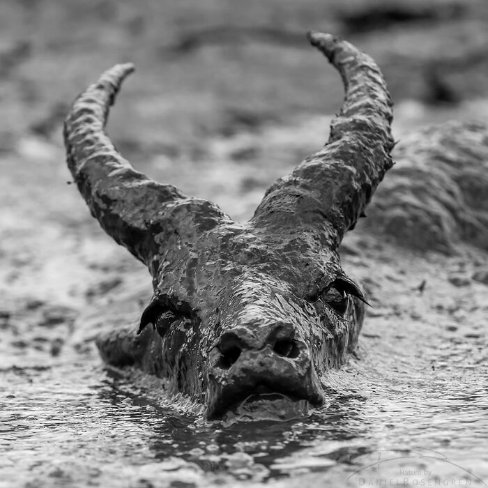 40 Mesmerizing Wildlife Photos From Around The Globe By Daniel Rosengren