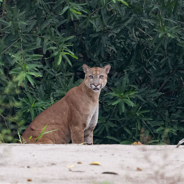 40 Mesmerizing Wildlife Photos From Around The Globe By Daniel Rosengren