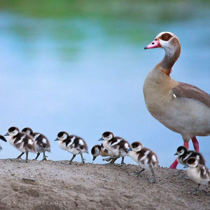 40 Mesmerizing Wildlife Photos From Around The Globe By Daniel Rosengren