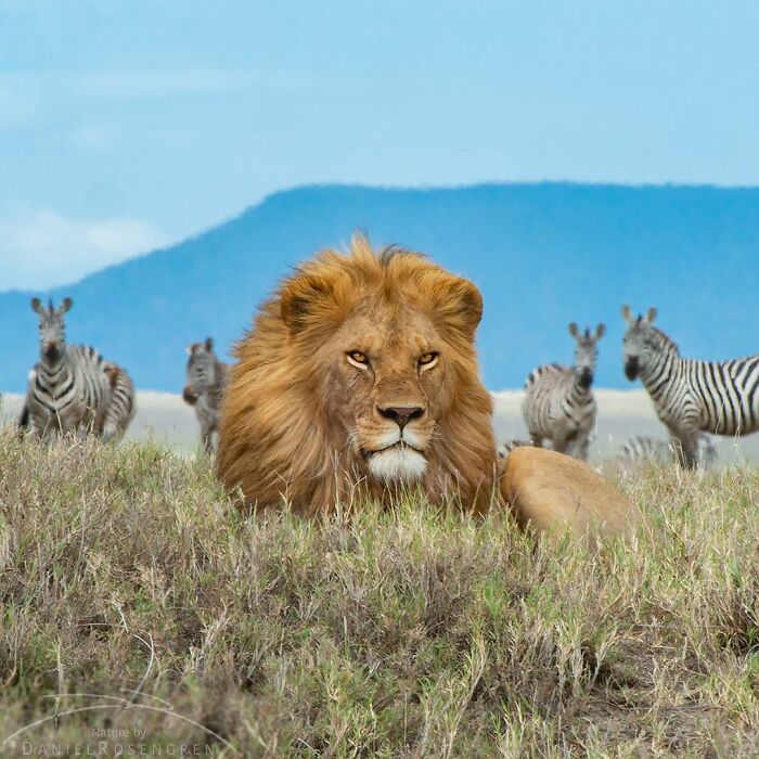 40 Mesmerizing Wildlife Photos From Around The Globe By Daniel Rosengren
