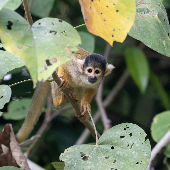 40 Mesmerizing Wildlife Photos From Around The Globe By Daniel Rosengren