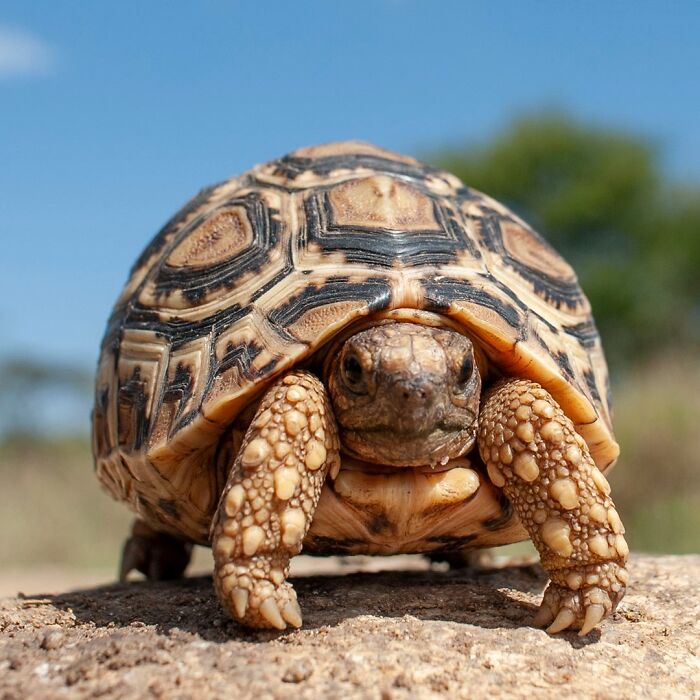 40 Mesmerizing Wildlife Photos From Around The Globe By Daniel Rosengren