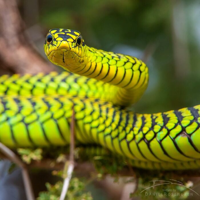40 Mesmerizing Wildlife Photos From Around The Globe By Daniel Rosengren