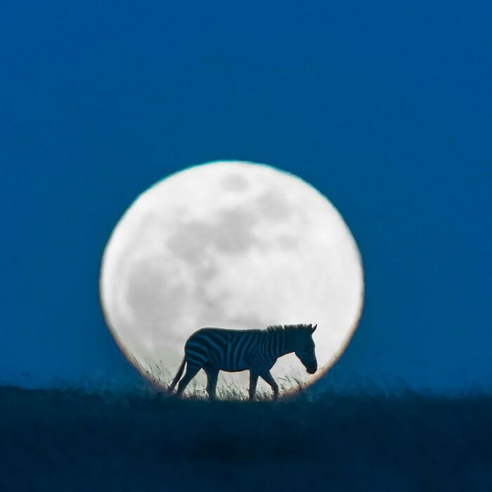 40 Mesmerizing Wildlife Photos From Around The Globe By Daniel Rosengren