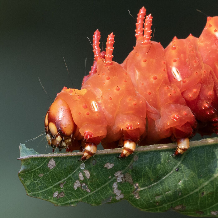 40 Mesmerizing Wildlife Photos From Around The Globe By Daniel Rosengren