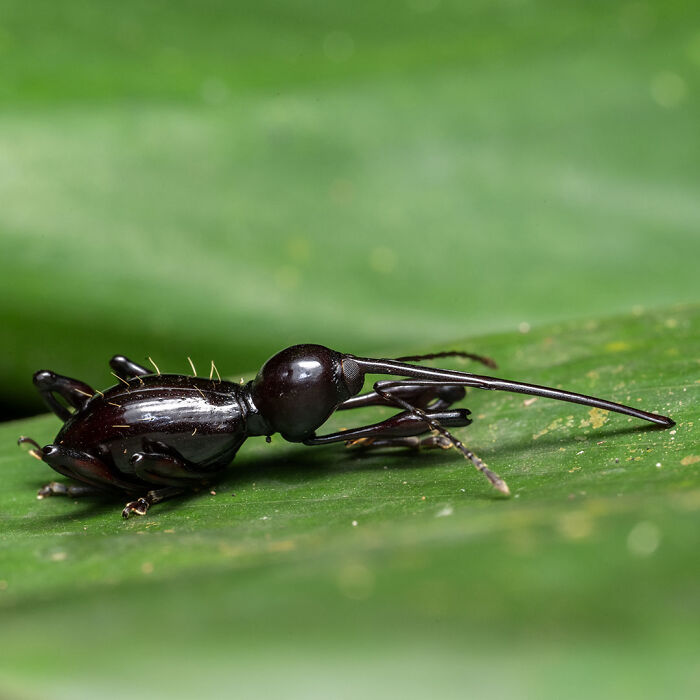 40 Mesmerizing Wildlife Photos From Around The Globe By Daniel Rosengren