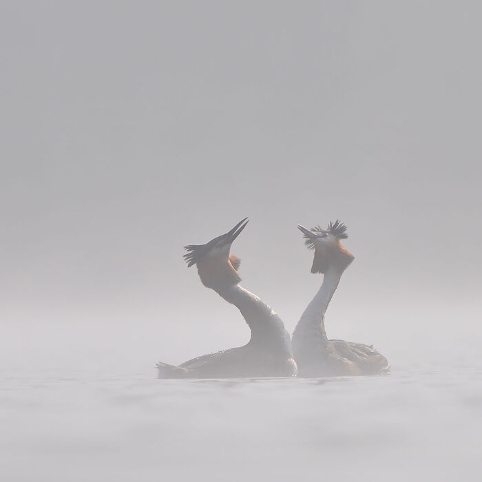 40 Mesmerizing Wildlife Photos From Around The Globe By Daniel Rosengren