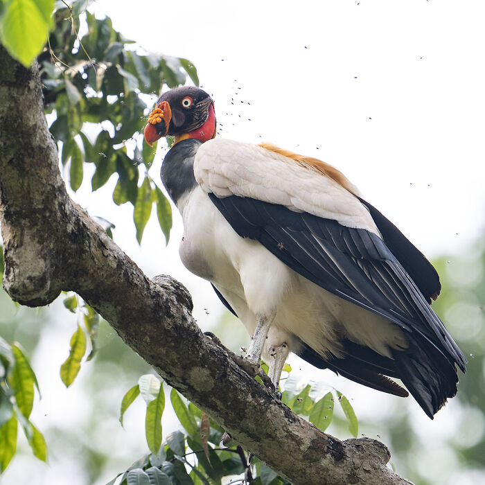 40 Mesmerizing Wildlife Photos From Around The Globe By Daniel Rosengren