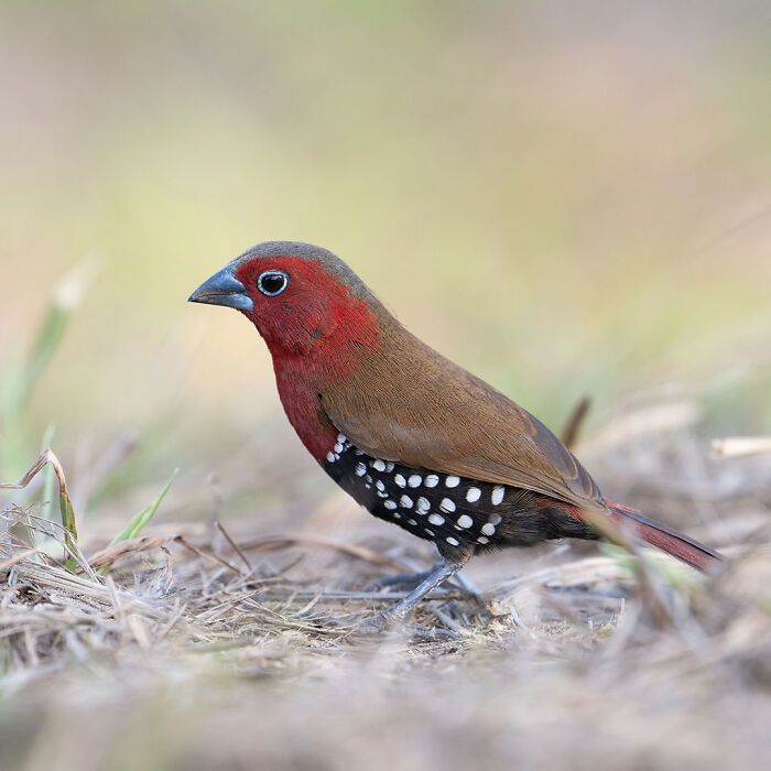 40 Mesmerizing Wildlife Photos From Around The Globe By Daniel Rosengren