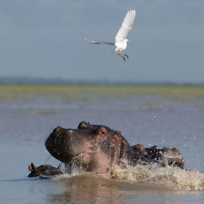 40 Mesmerizing Wildlife Photos From Around The Globe By Daniel Rosengren
