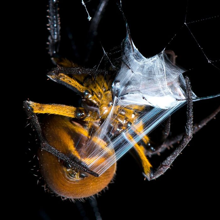 40 Mesmerizing Wildlife Photos From Around The Globe By Daniel Rosengren