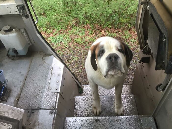 145 Times UPS Drivers Met Adorable Pets And Couldn’t Help But Brag (New Pics)