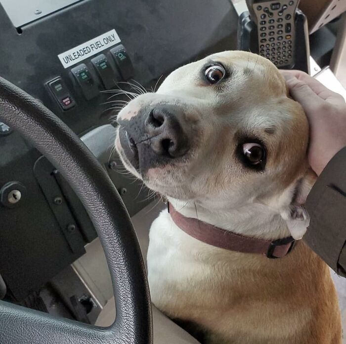 145 Times UPS Drivers Met Adorable Pets And Couldn’t Help But Brag (New Pics)