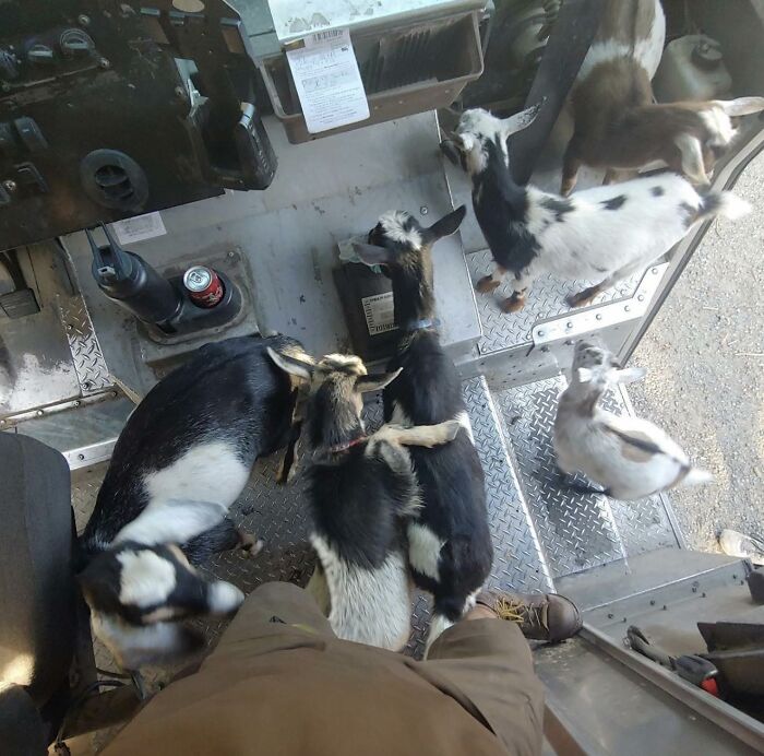 145 Times UPS Drivers Met Adorable Pets And Couldn’t Help But Brag (New Pics)