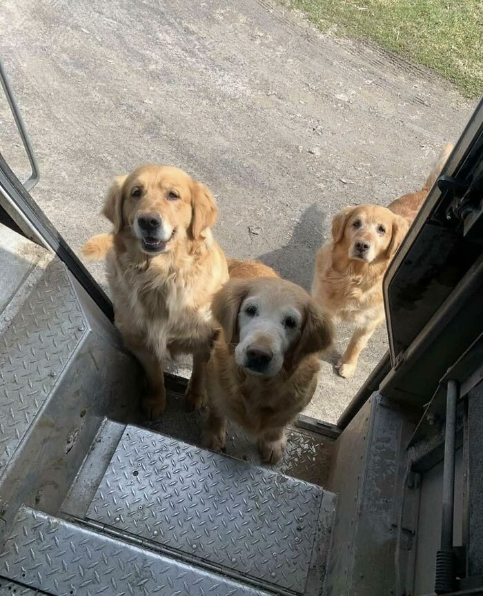 145 Times UPS Drivers Met Adorable Pets And Couldn’t Help But Brag (New Pics)