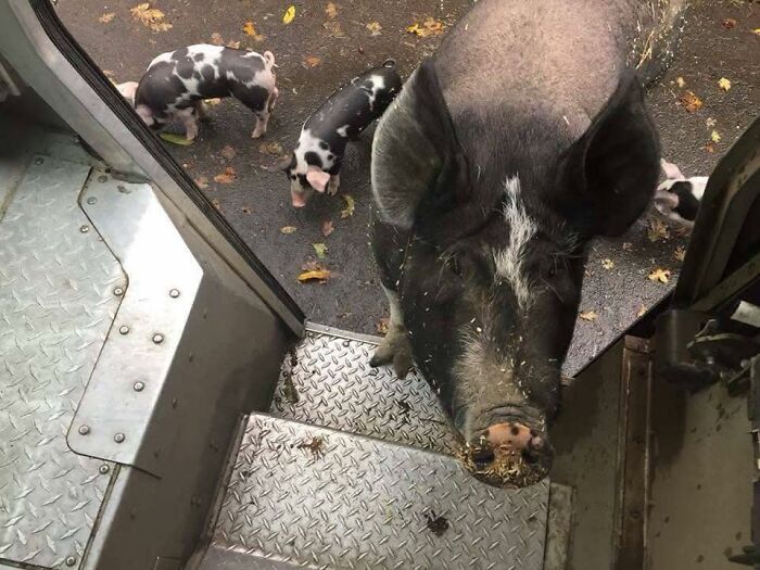 145 Times UPS Drivers Met Adorable Pets And Couldn’t Help But Brag (New Pics)