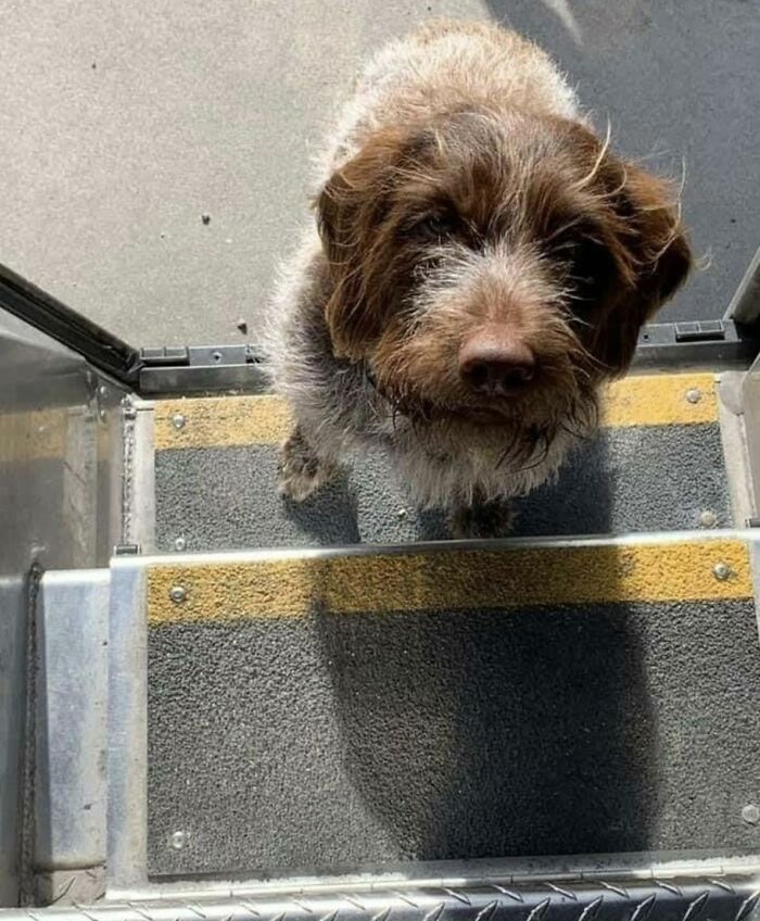 145 Times UPS Drivers Met Adorable Pets And Couldn’t Help But Brag (New Pics)
