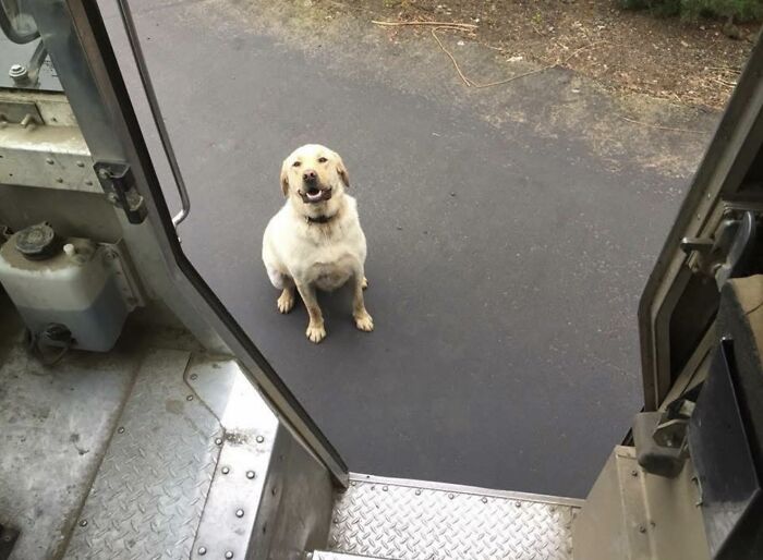 145 Times UPS Drivers Met Adorable Pets And Couldn’t Help But Brag (New Pics)
