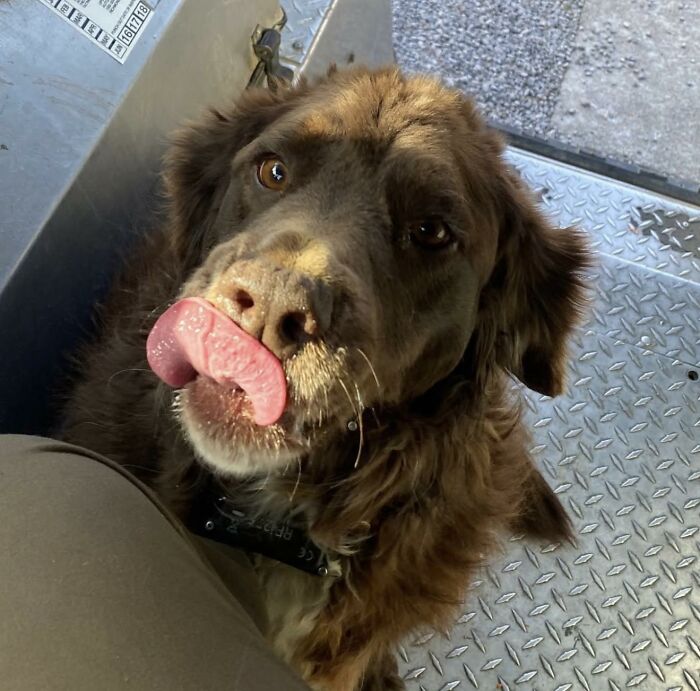 145 Times UPS Drivers Met Adorable Pets And Couldn’t Help But Brag (New Pics)