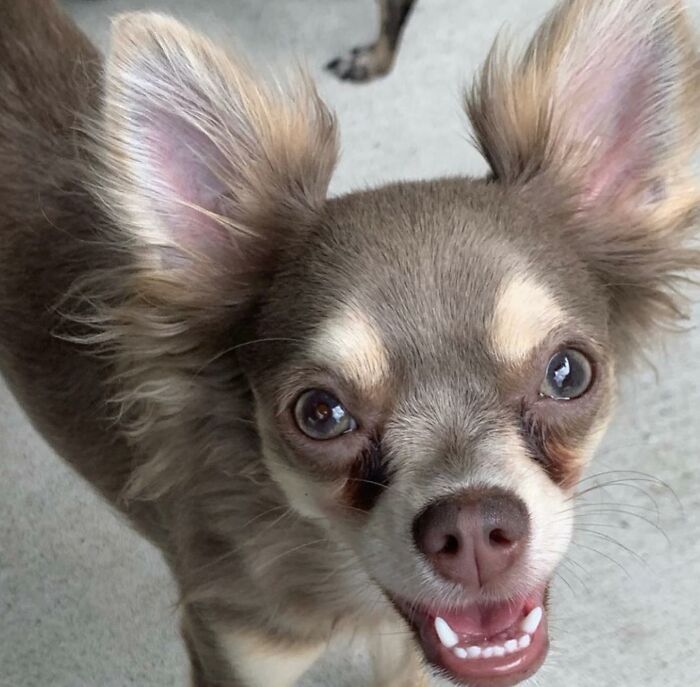 145 Times UPS Drivers Met Adorable Pets And Couldn’t Help But Brag (New Pics)