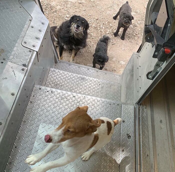 145 Times UPS Drivers Met Adorable Pets And Couldn’t Help But Brag (New Pics)