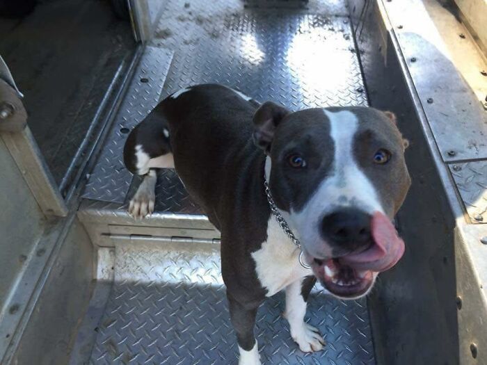 145 Times UPS Drivers Met Adorable Pets And Couldn’t Help But Brag (New Pics)