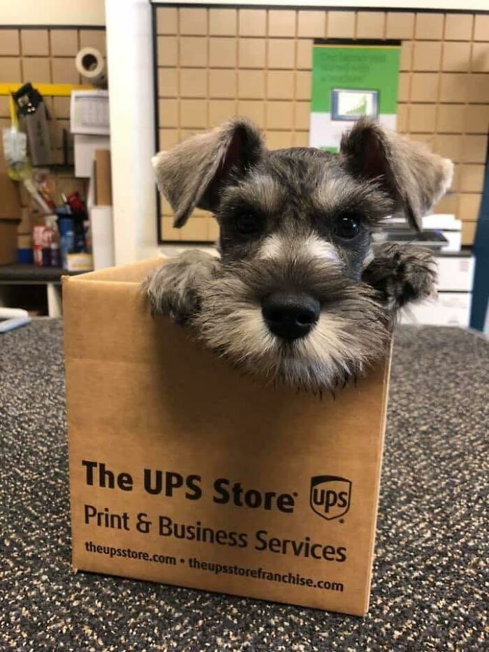 145 Times UPS Drivers Met Adorable Pets And Couldn’t Help But Brag (New Pics)