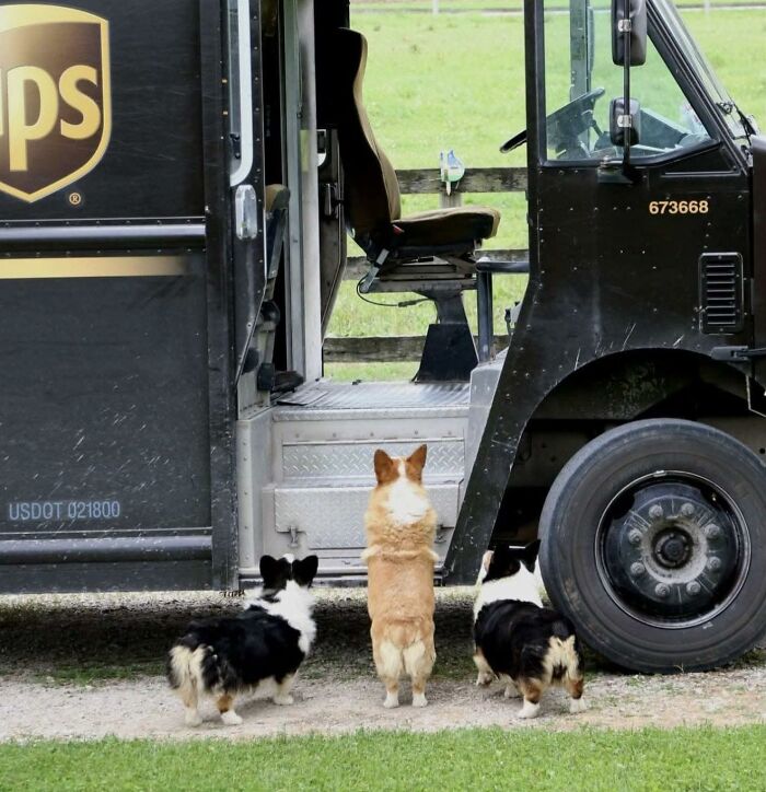 145 Times UPS Drivers Met Adorable Pets And Couldn’t Help But Brag (New Pics)