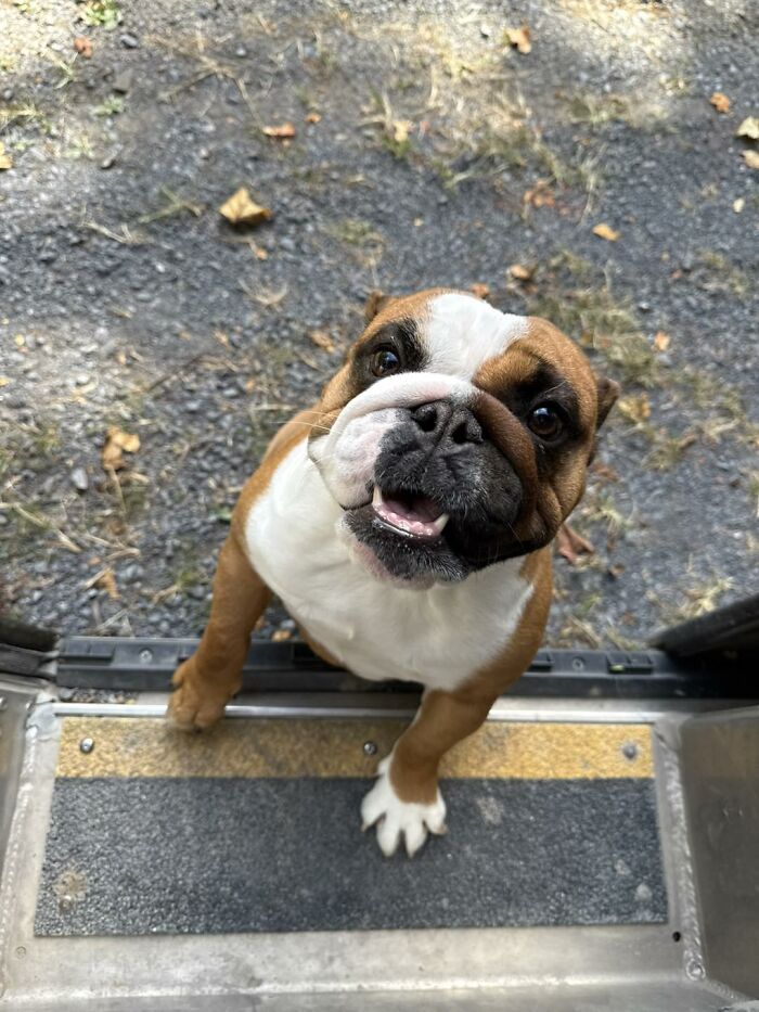 145 Times UPS Drivers Met Adorable Pets And Couldn’t Help But Brag (New Pics)