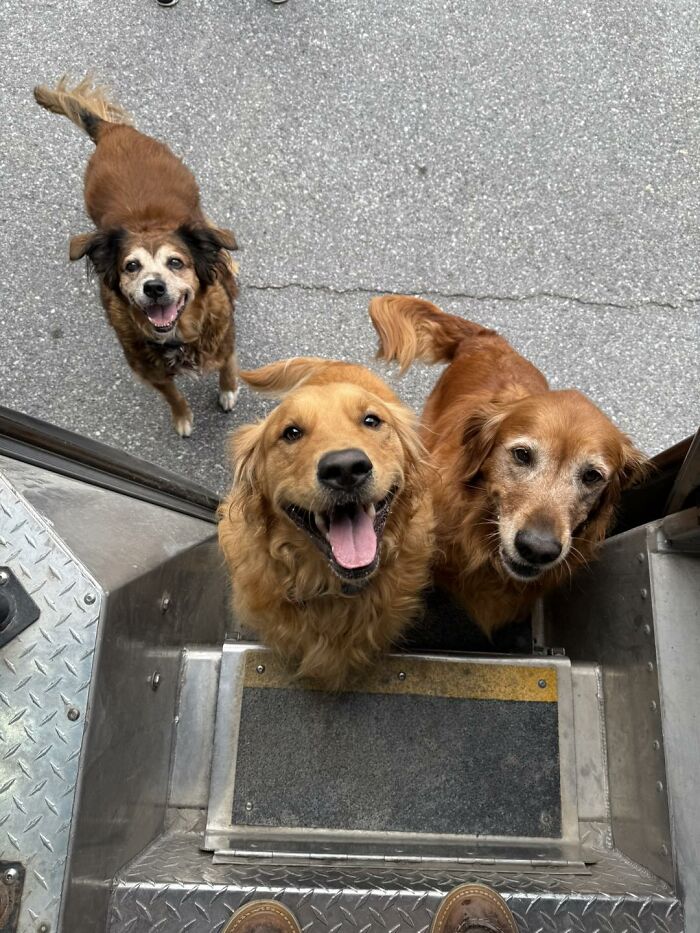 145 Times UPS Drivers Met Adorable Pets And Couldn’t Help But Brag (New Pics)