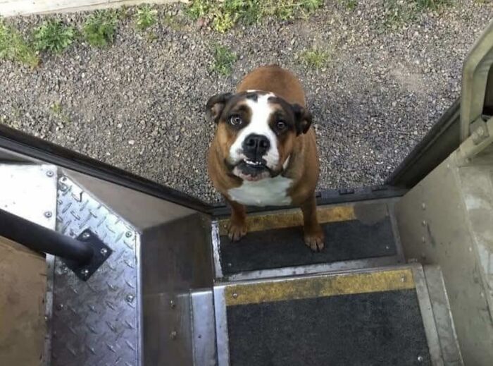 145 Times UPS Drivers Met Adorable Pets And Couldn’t Help But Brag (New Pics)
