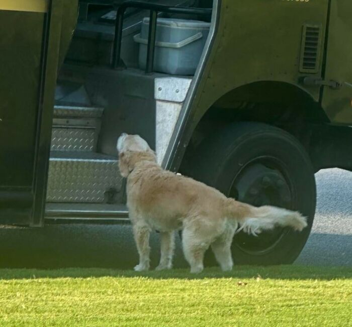 145 Times UPS Drivers Met Adorable Pets And Couldn’t Help But Brag (New Pics)