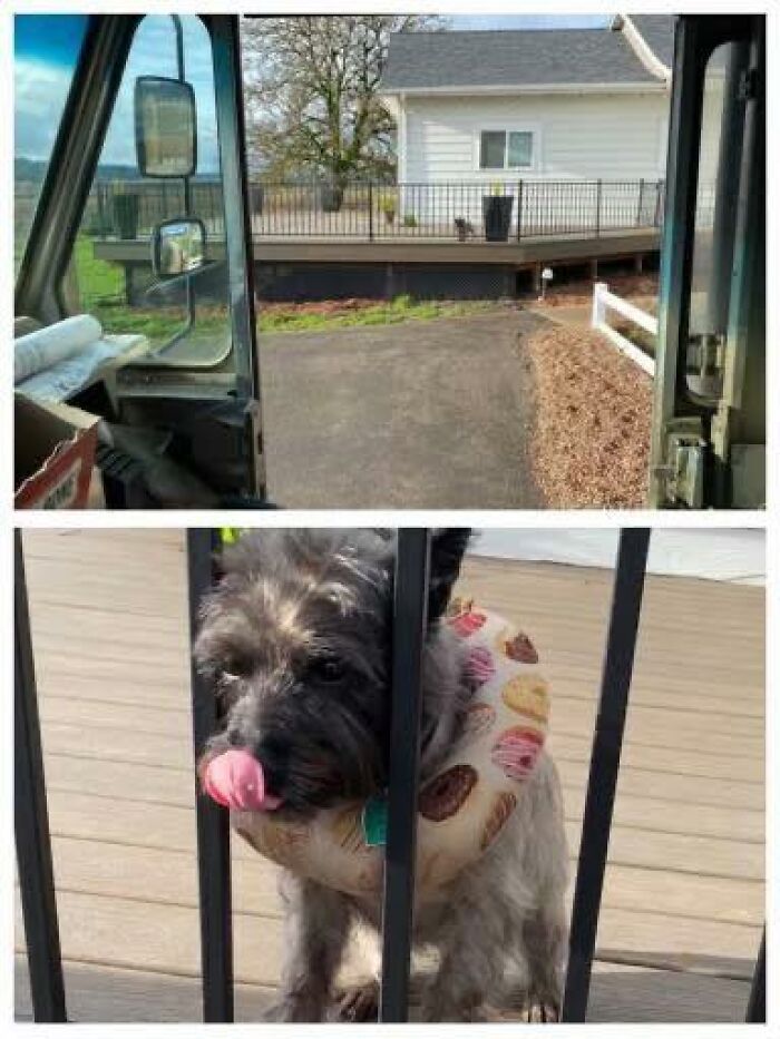 145 Times UPS Drivers Met Adorable Pets And Couldn’t Help But Brag (New Pics)