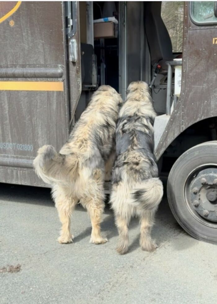 145 Times UPS Drivers Met Adorable Pets And Couldn’t Help But Brag (New Pics)