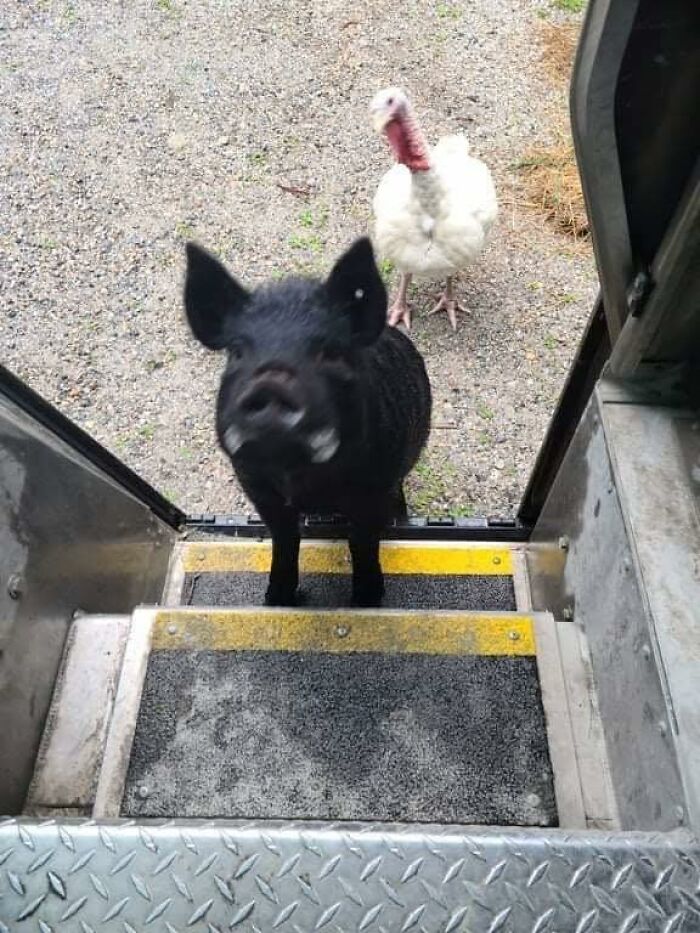 145 Times UPS Drivers Met Adorable Pets And Couldn’t Help But Brag (New Pics)