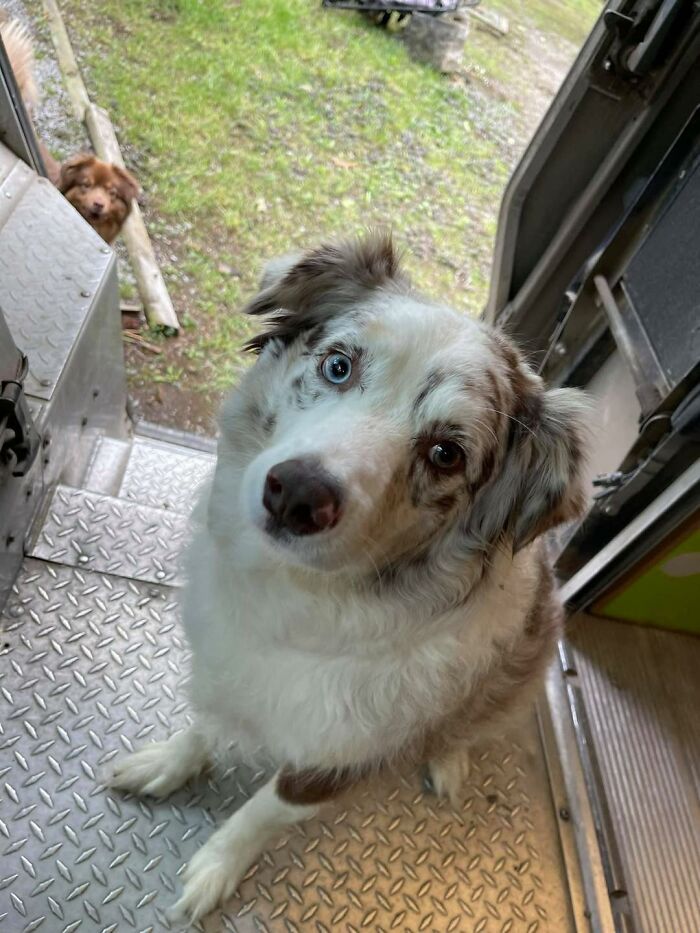 145 Times UPS Drivers Met Adorable Pets And Couldn’t Help But Brag (New Pics)