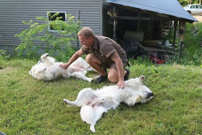 145 Times UPS Drivers Met Adorable Pets And Couldn’t Help But Brag (New Pics)