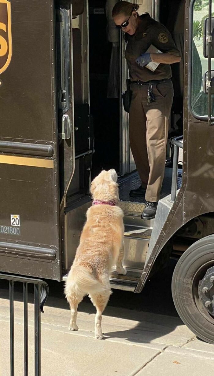 145 Times UPS Drivers Met Adorable Pets And Couldn’t Help But Brag (New Pics)