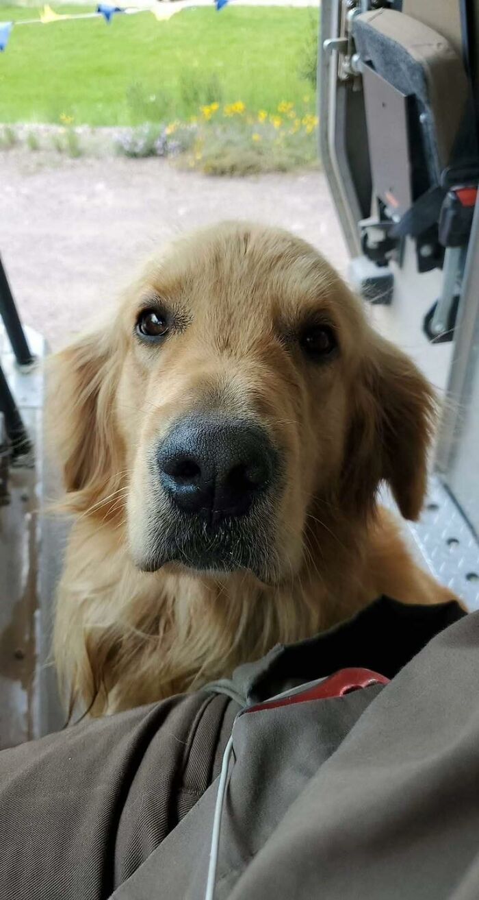 145 Times UPS Drivers Met Adorable Pets And Couldn’t Help But Brag (New Pics)