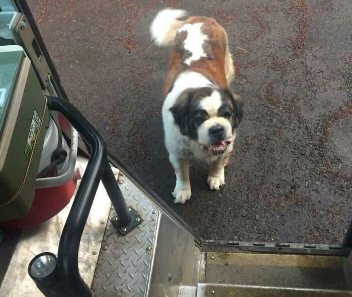 145 Times UPS Drivers Met Adorable Pets And Couldn’t Help But Brag (New Pics)