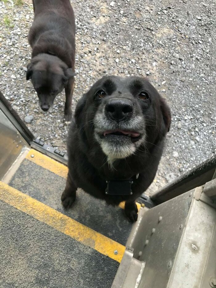 145 Times UPS Drivers Met Adorable Pets And Couldn’t Help But Brag (New Pics)