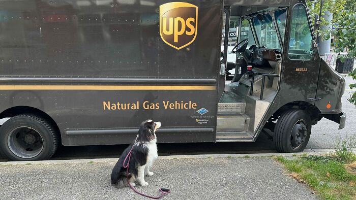145 Times UPS Drivers Met Adorable Pets And Couldn’t Help But Brag (New Pics)
