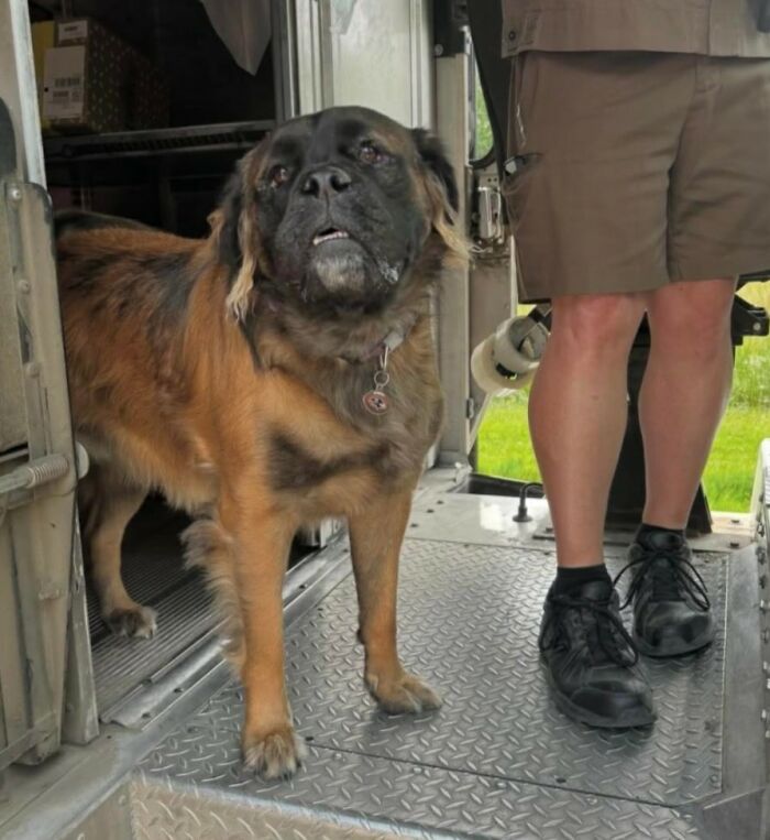 145 Times UPS Drivers Met Adorable Pets And Couldn’t Help But Brag (New Pics)