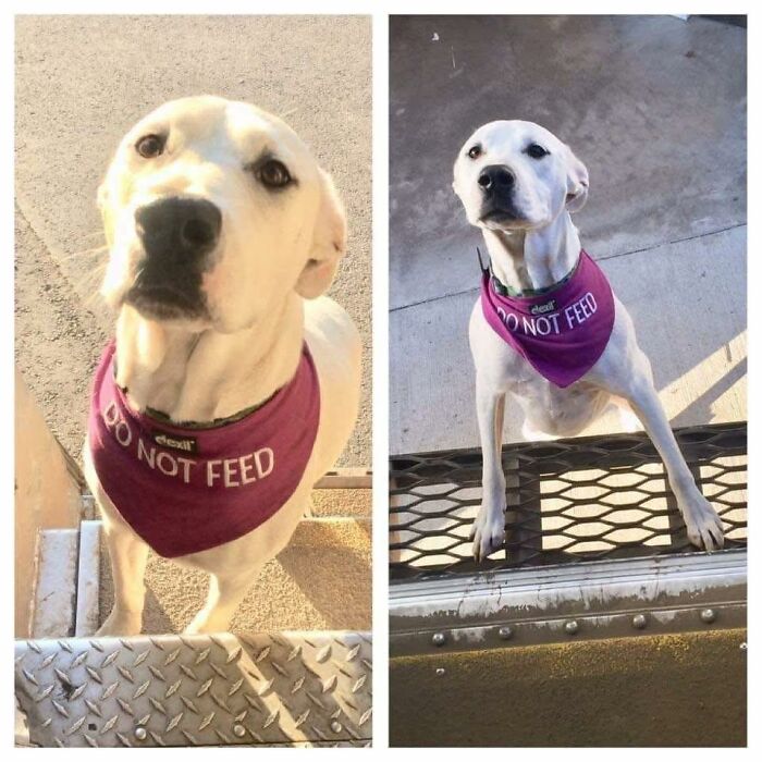145 Times UPS Drivers Met Adorable Pets And Couldn’t Help But Brag (New Pics)