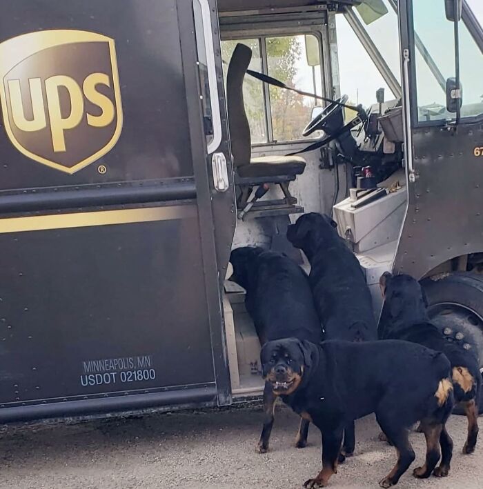 145 Times UPS Drivers Met Adorable Pets And Couldn’t Help But Brag (New Pics)