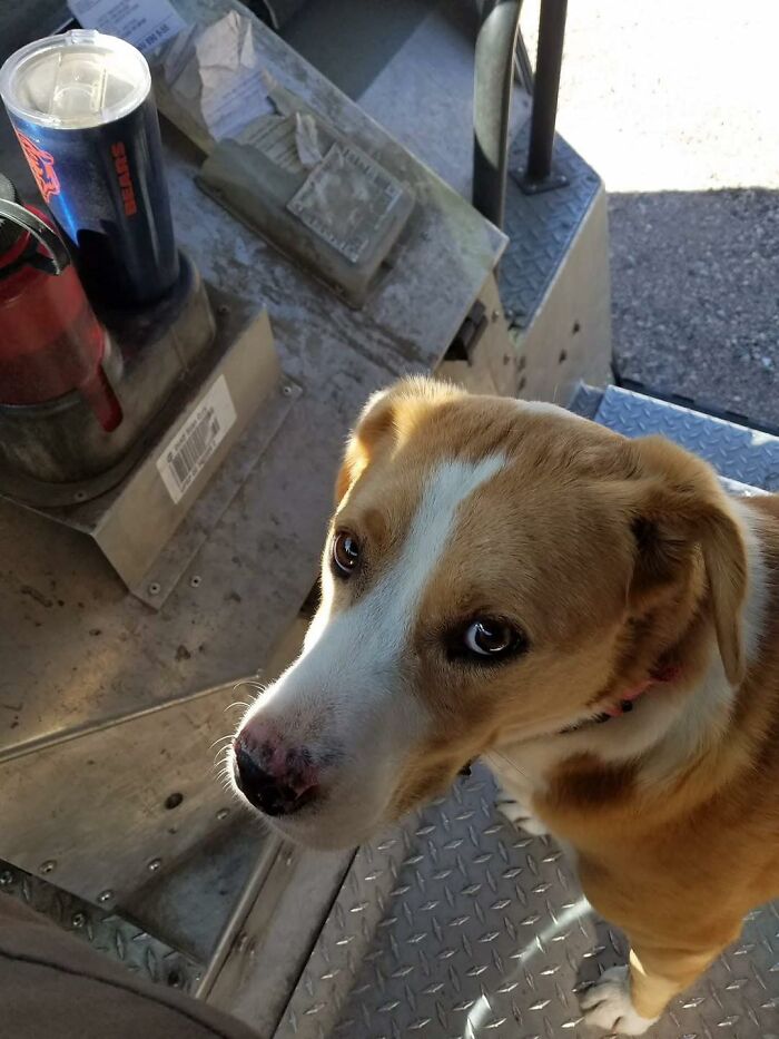 145 Times UPS Drivers Met Adorable Pets And Couldn’t Help But Brag (New Pics)